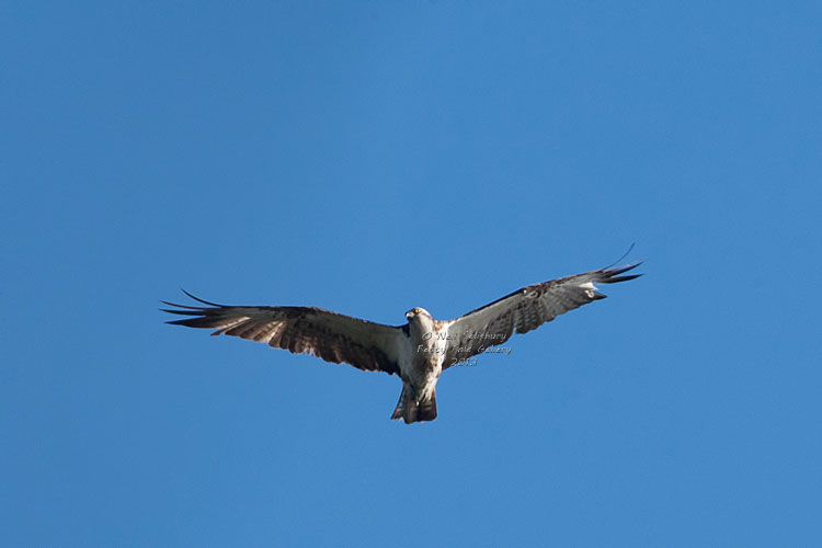 Osprey Photography in the Lake District by Betty Fold Gallery